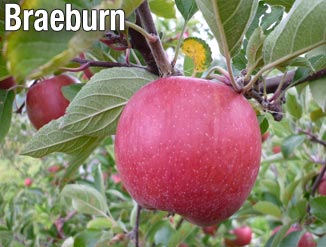 Braeburn - Apfelsorte